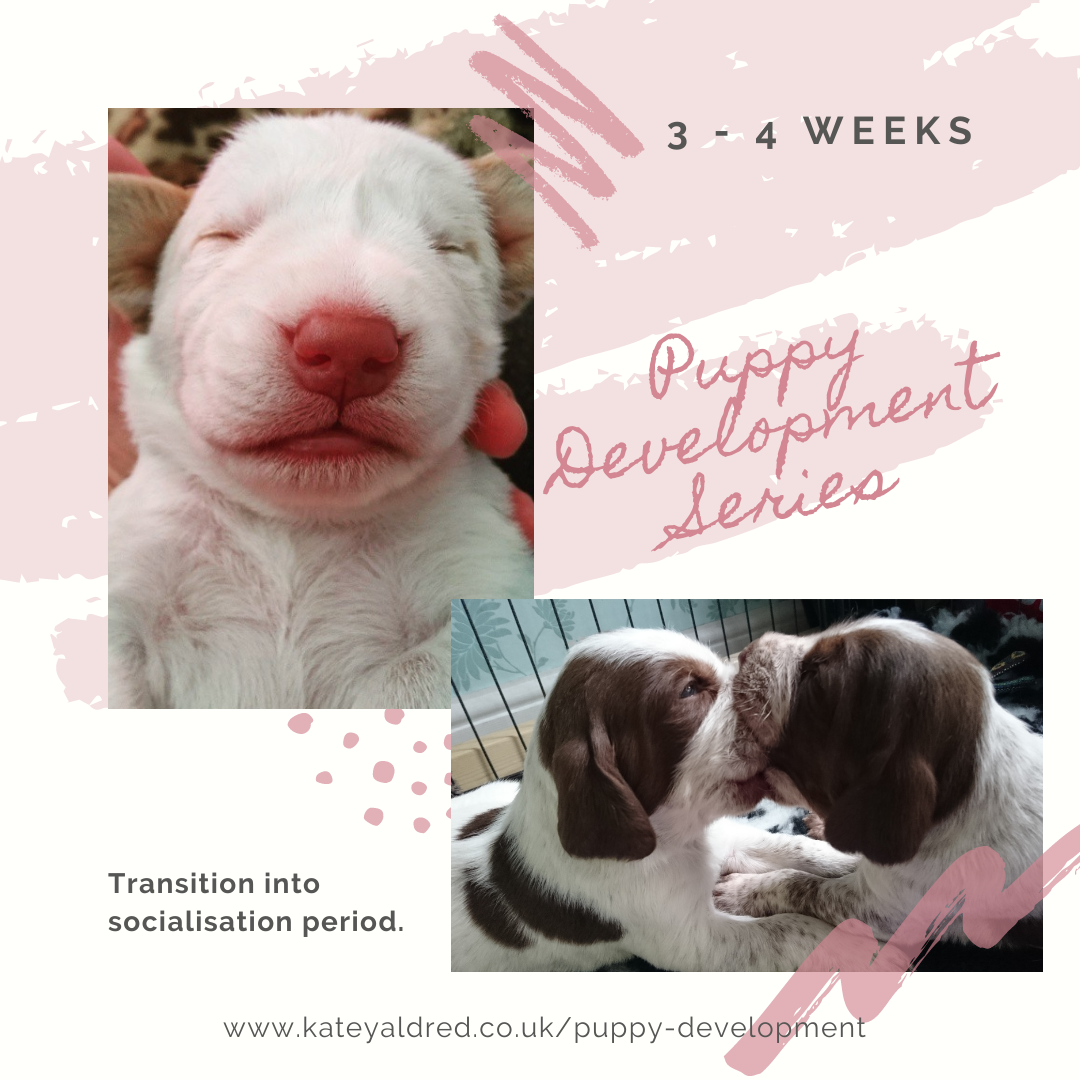 Puppy Development