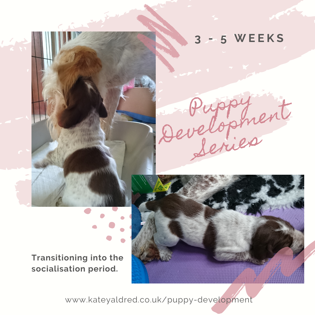 Puppy Development