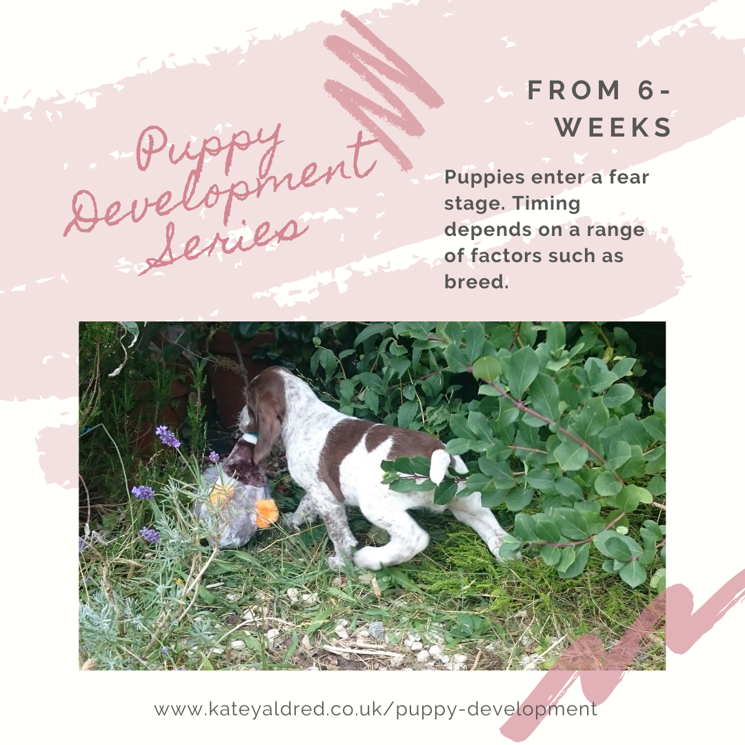 Puppy Development