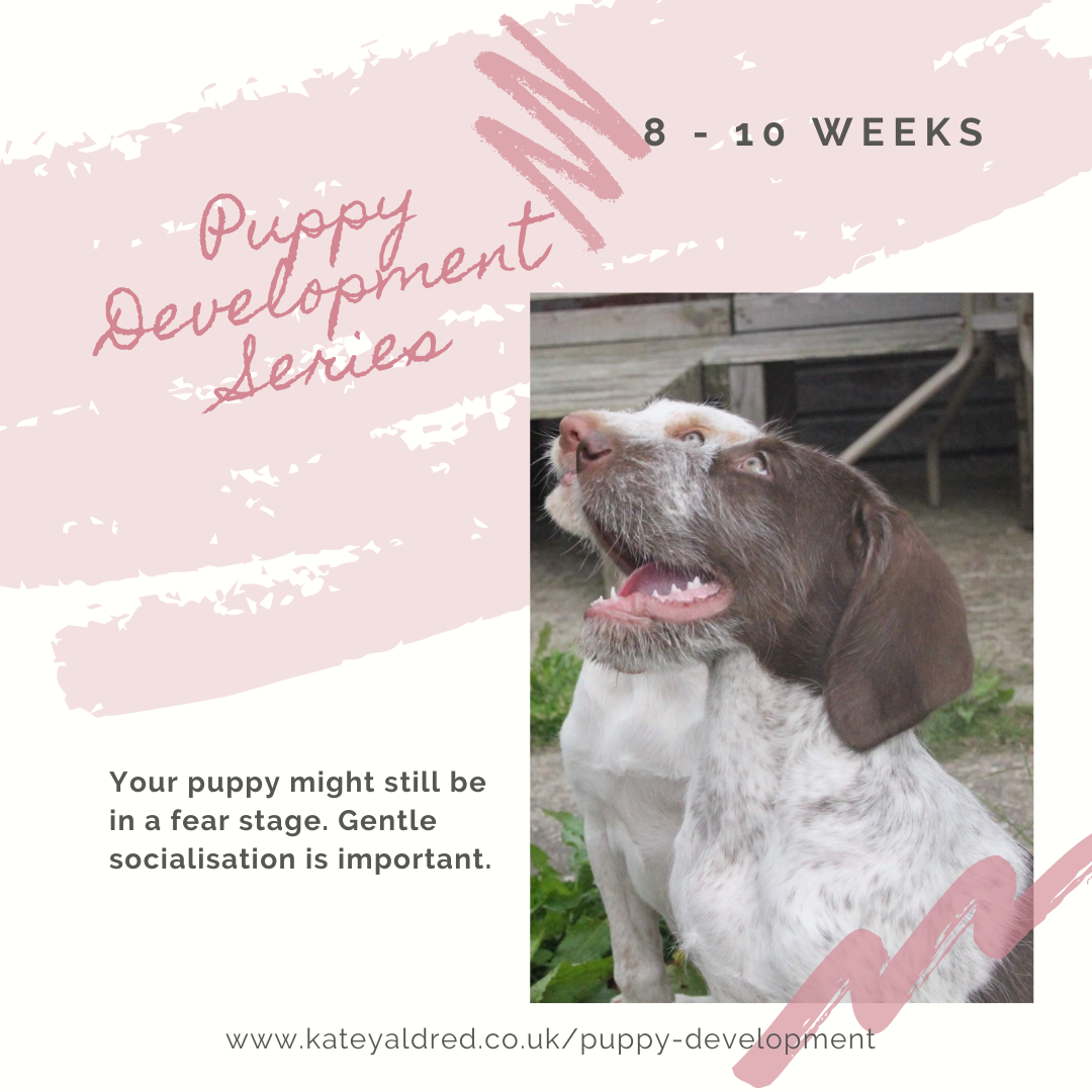 Puppy Development