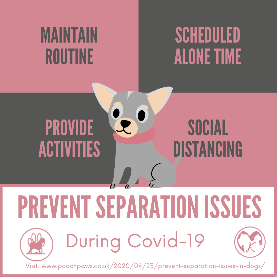 Prevent Separation Anxiety in Dogs